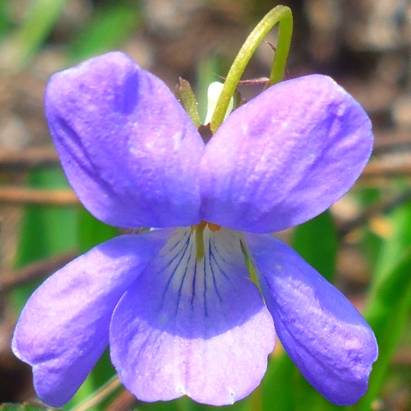 Изображение особи Viola epipsiloides.