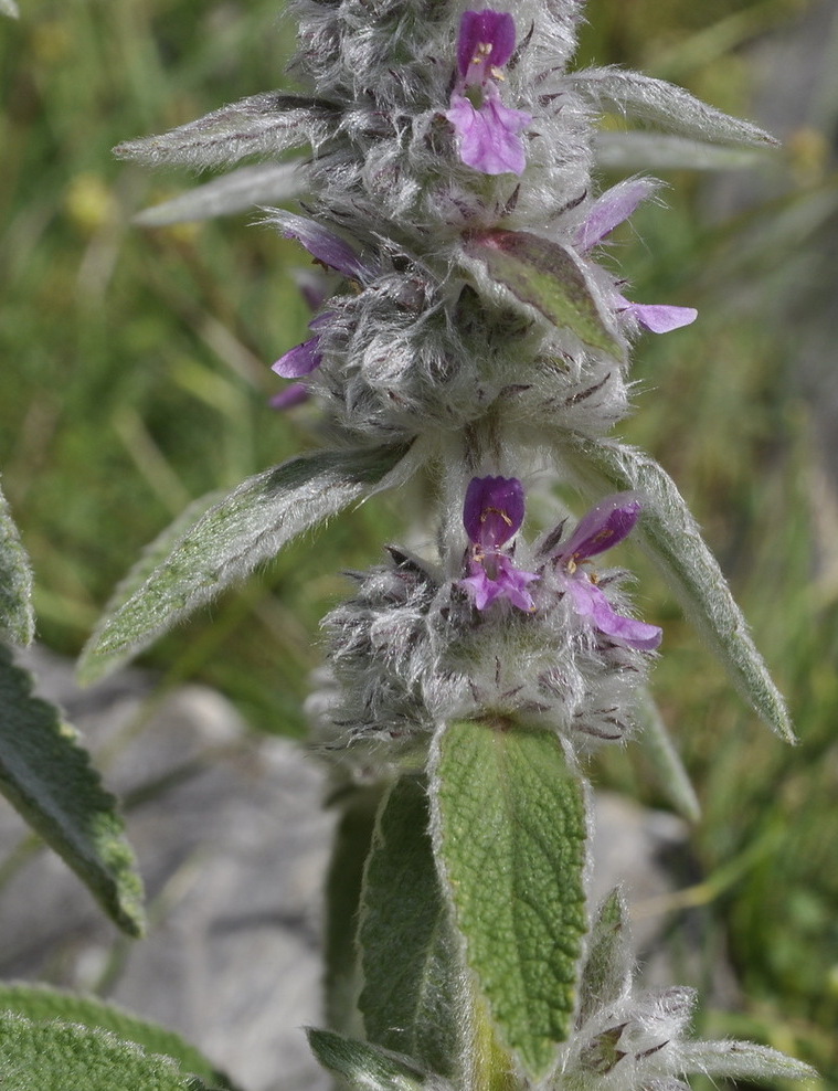 Image of Stachys germanica specimen.