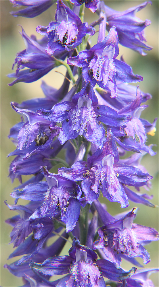 Изображение особи Delphinium schmalhausenii.