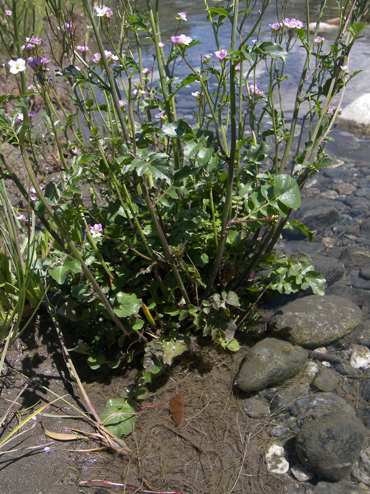 Изображение особи Cardamine seidlitziana.