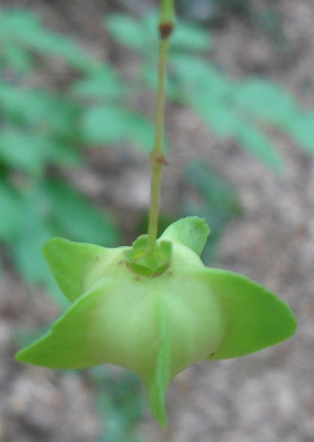 Image of Euonymus latifolius specimen.