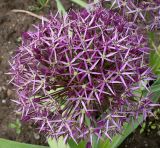 Allium cristophii. Соцветие. Германия, г. Krefeld, Ботанический сад. 10.06.2013.