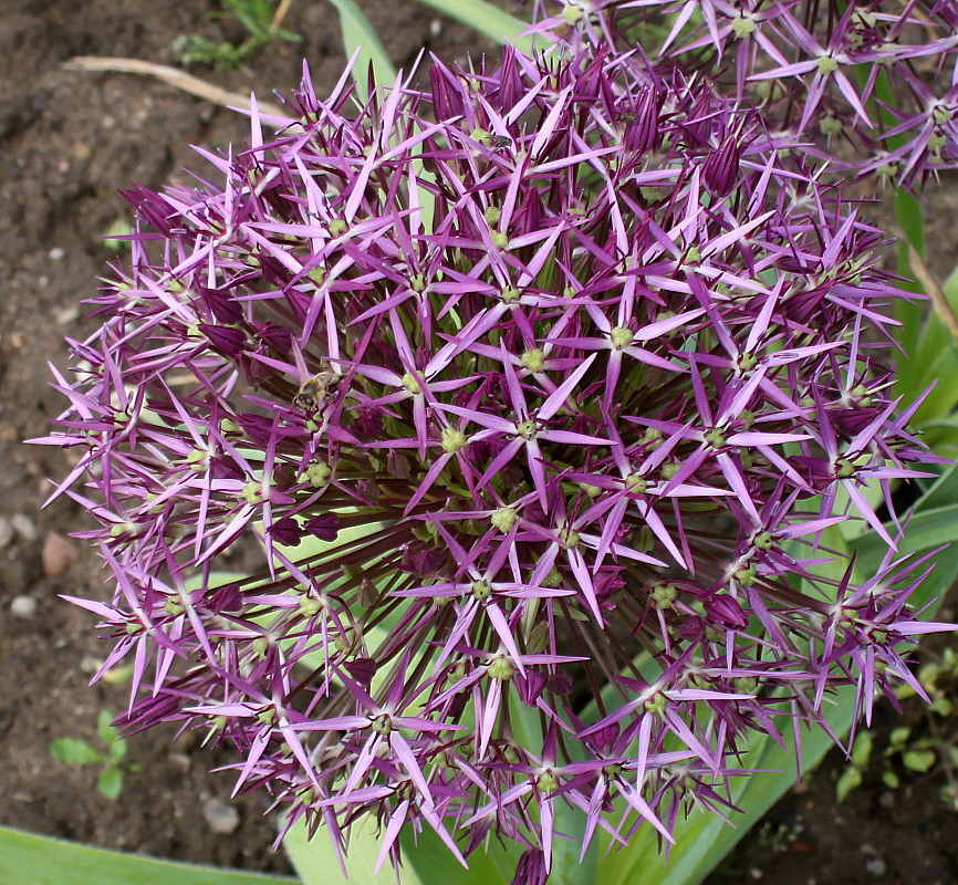 Image of Allium cristophii specimen.