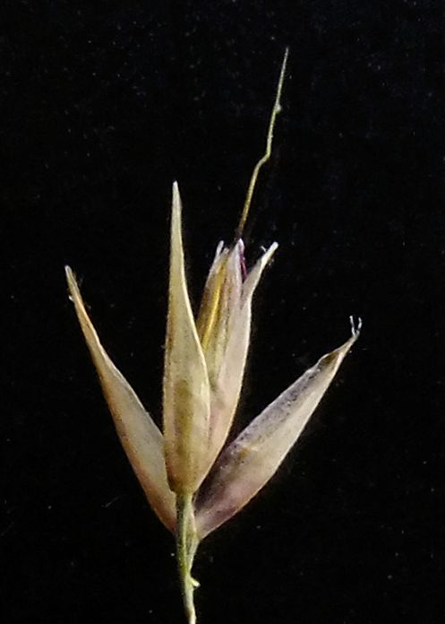 Image of Calamagrostis monticola specimen.