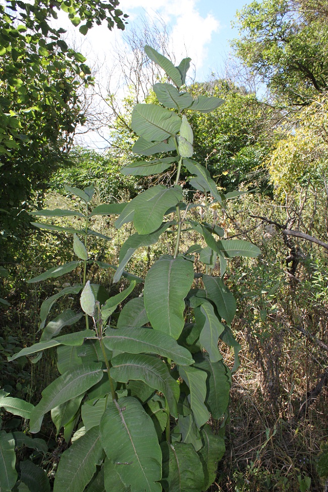 Изображение особи Asclepias syriaca.