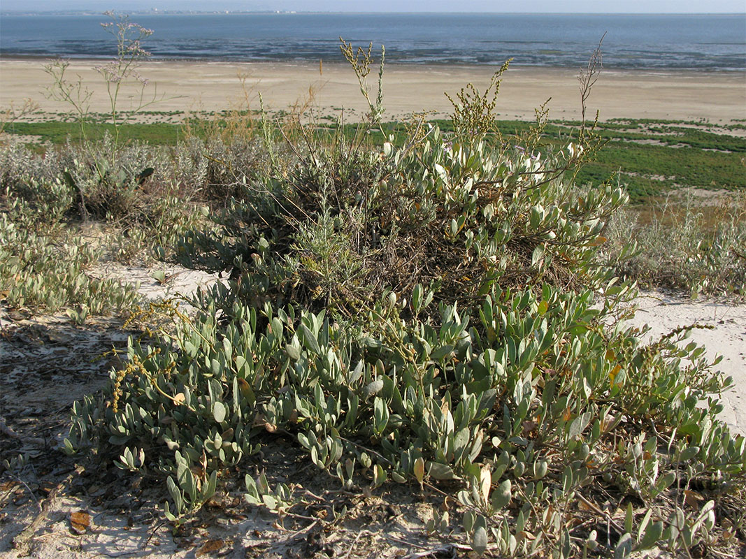 Image of Halimione verrucifera specimen.