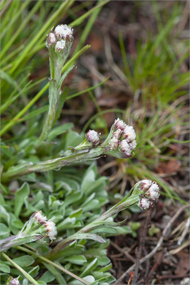 Image of Antennaria dioica specimen.