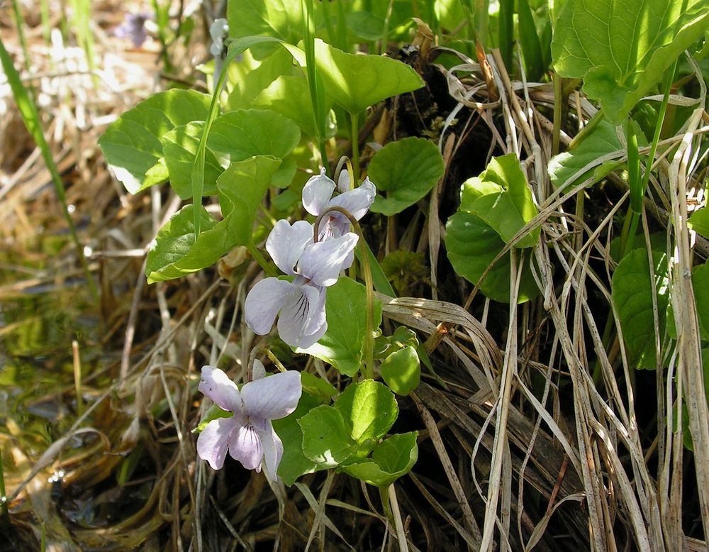 Изображение особи Viola epipsiloides.