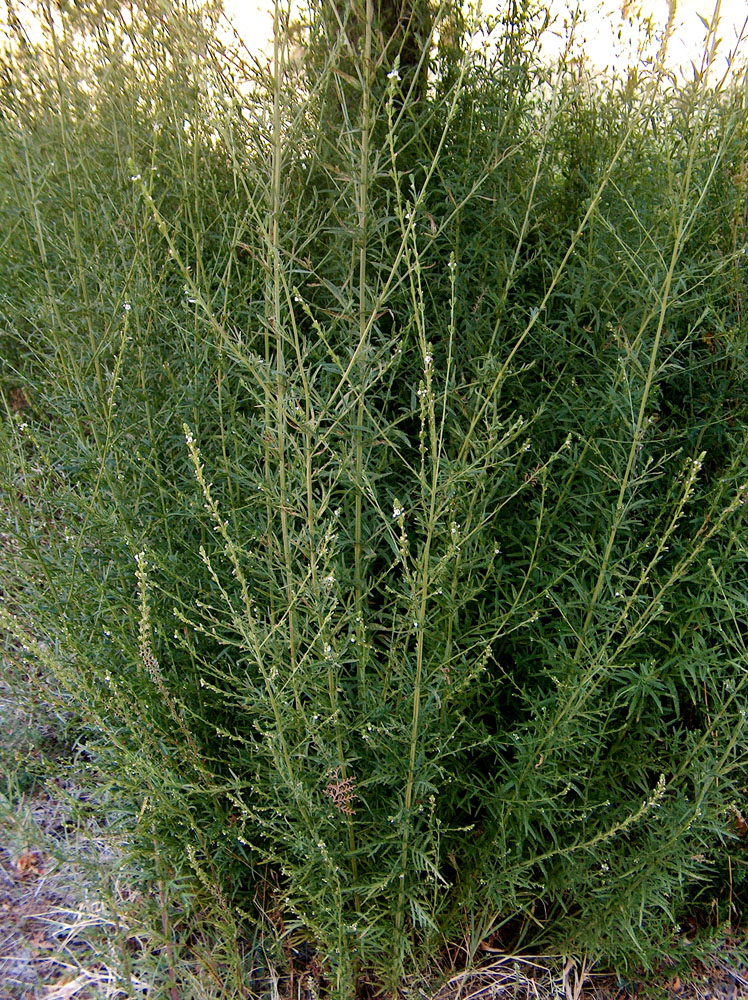 Image of Leptorhabdos parviflora specimen.