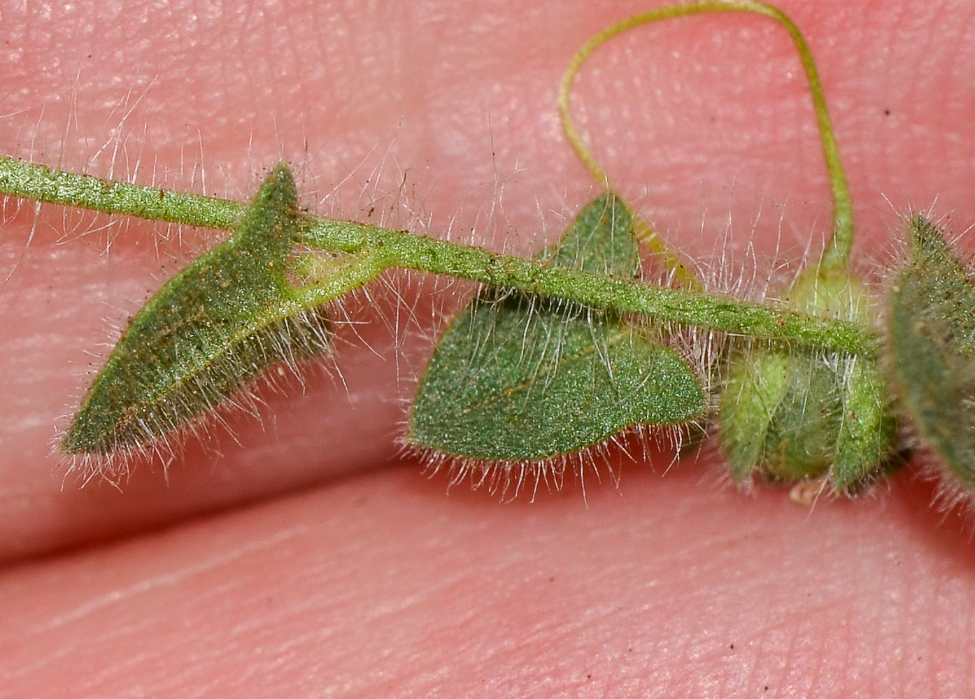 Image of Kickxia elatine specimen.