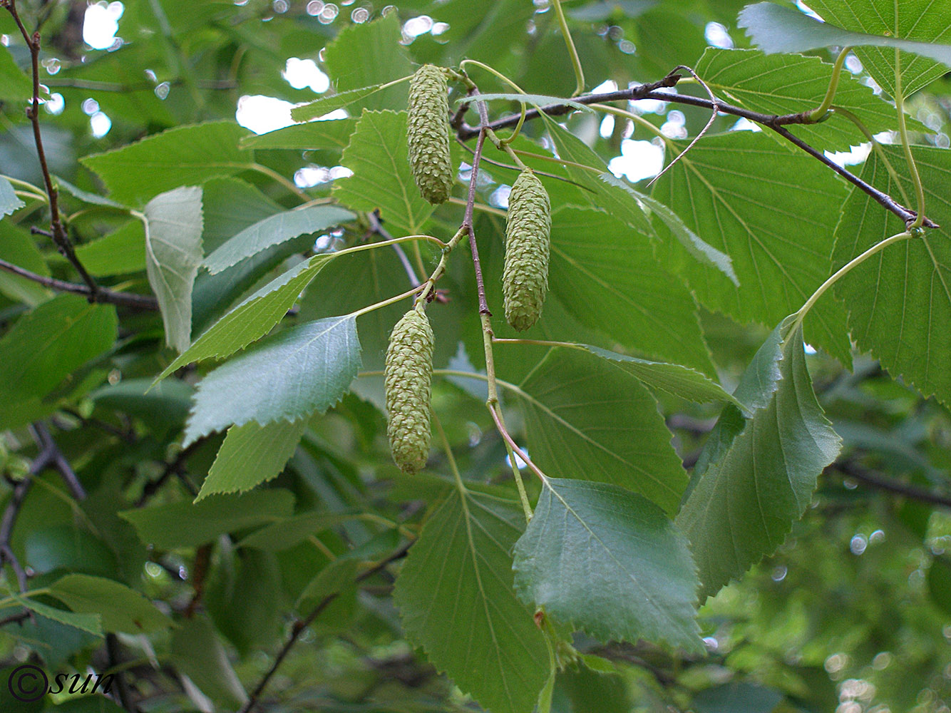 Image of Betula borysthenica specimen.