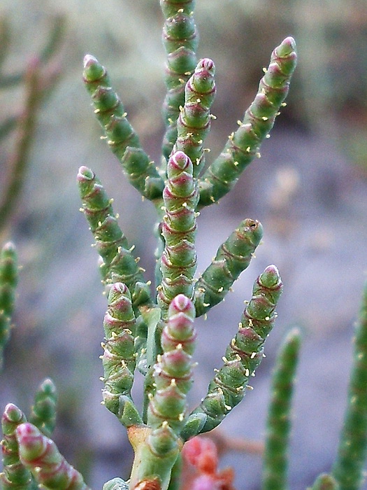 Изображение особи Salicornia perennans.