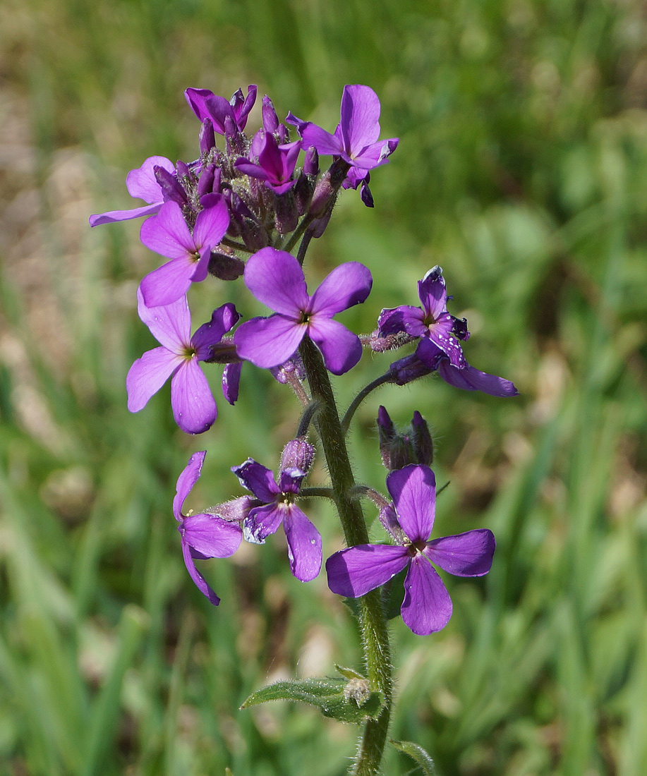 Image of Hesperis sibirica specimen.