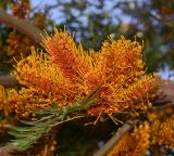 Grevillea robusta