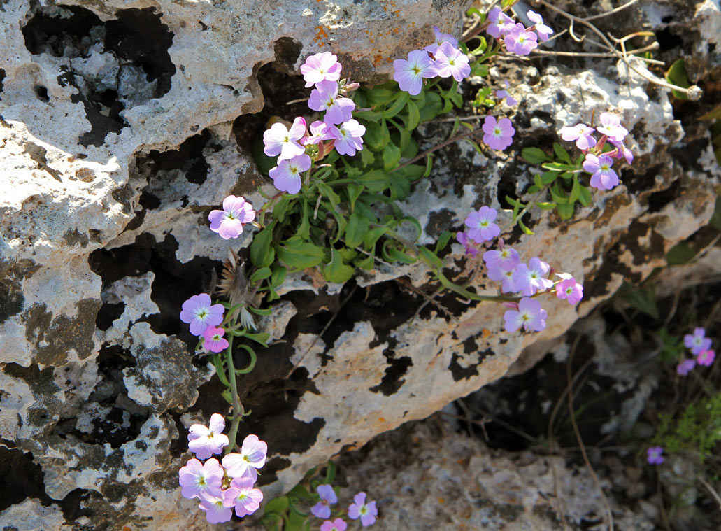 Image of genus Malcolmia specimen.