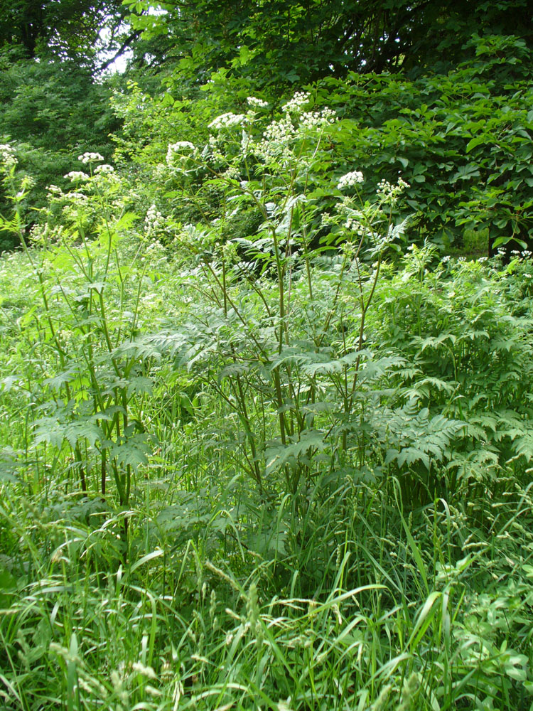 Изображение особи Anthriscus sylvestris.