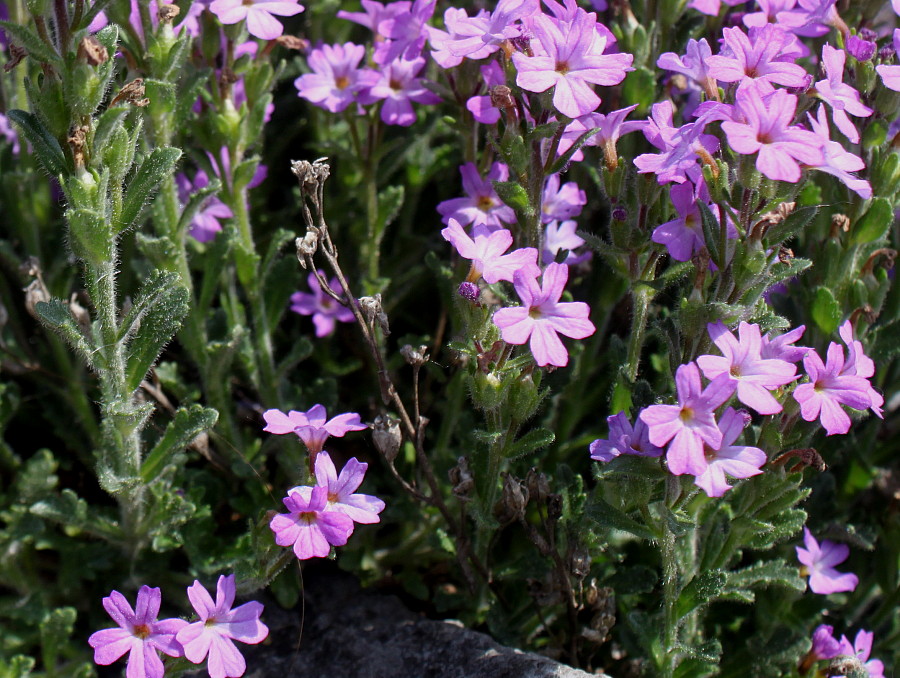 Image of Erinus alpinus specimen.