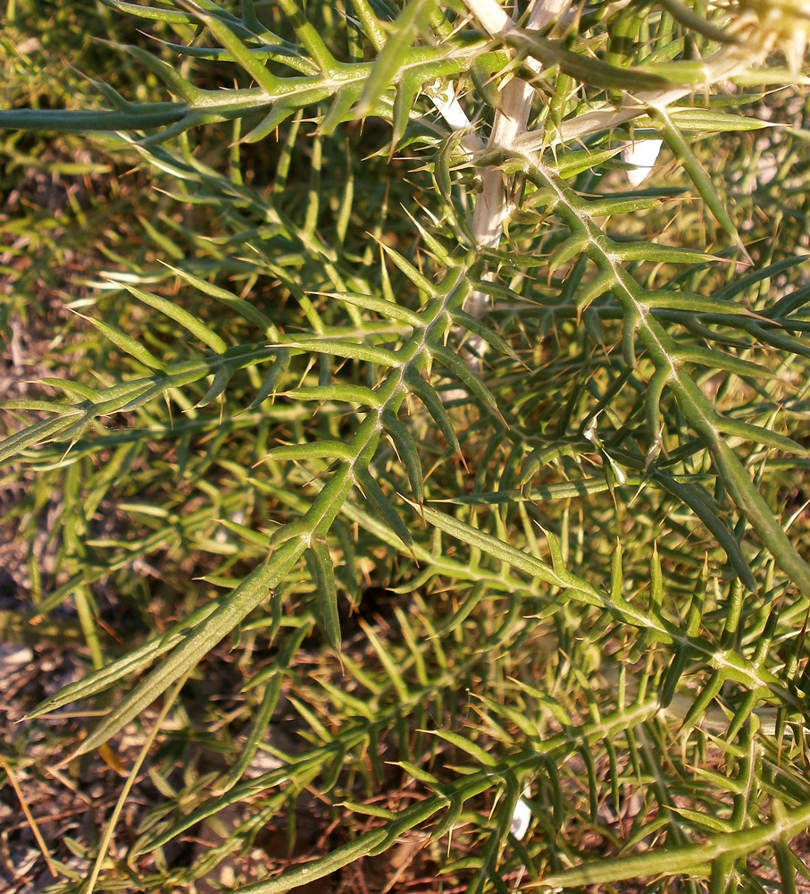 Image of Lamyra echinocephala specimen.