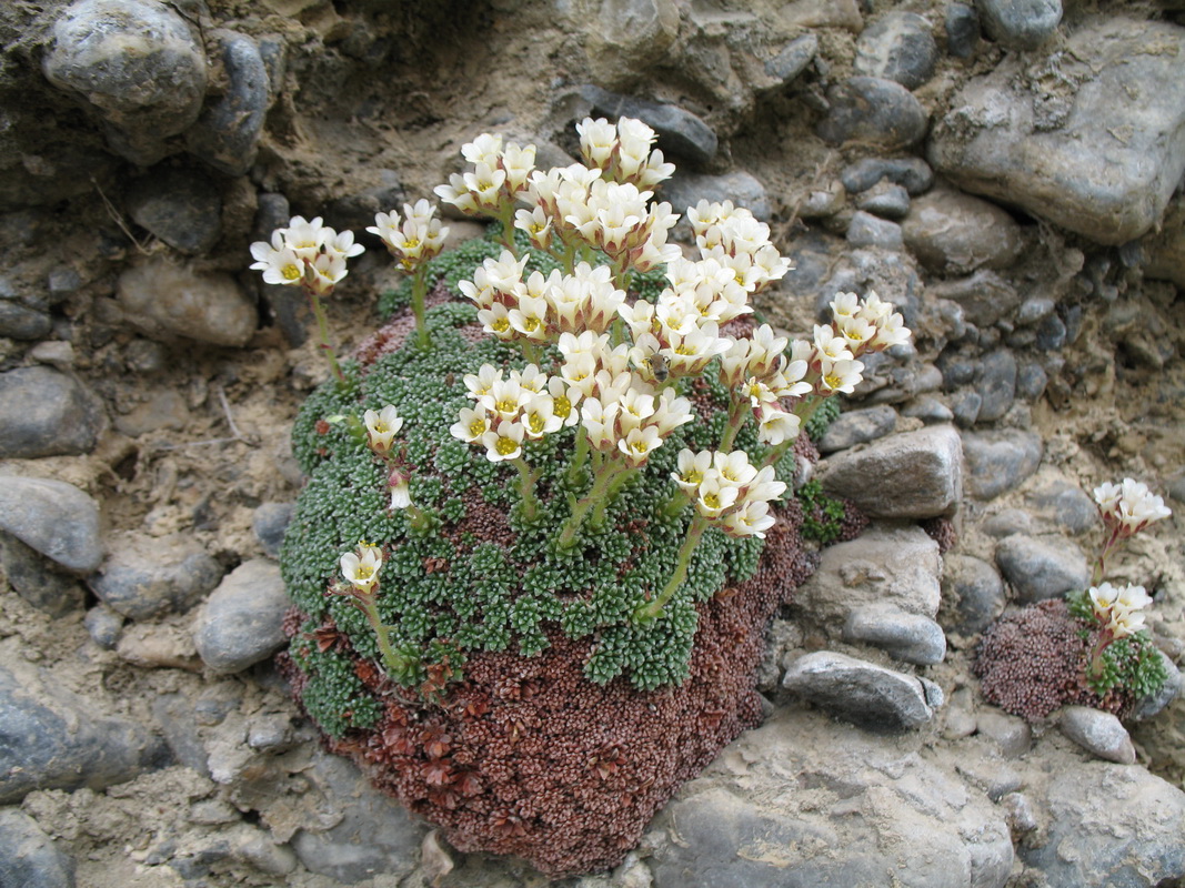 Image of Saxifraga alberti specimen.