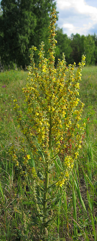 Image of Verbascum lychnitis specimen.