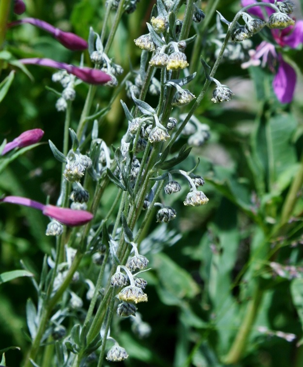 Image of genus Artemisia specimen.