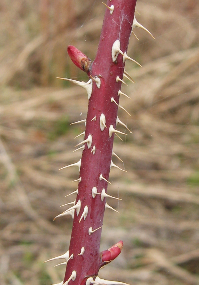 Image of Rosa cinnamomea specimen.