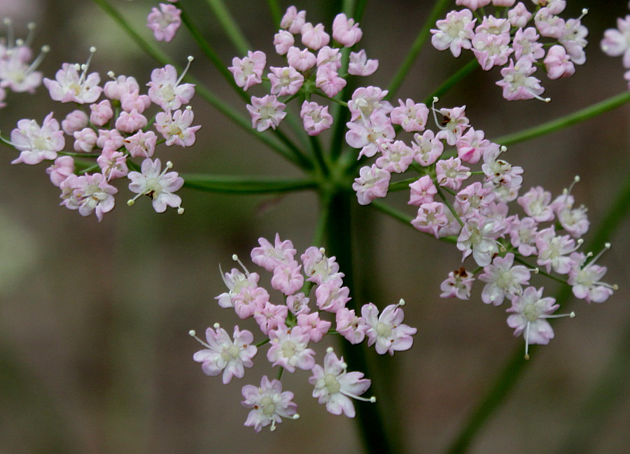 Изображение особи Pimpinella major.