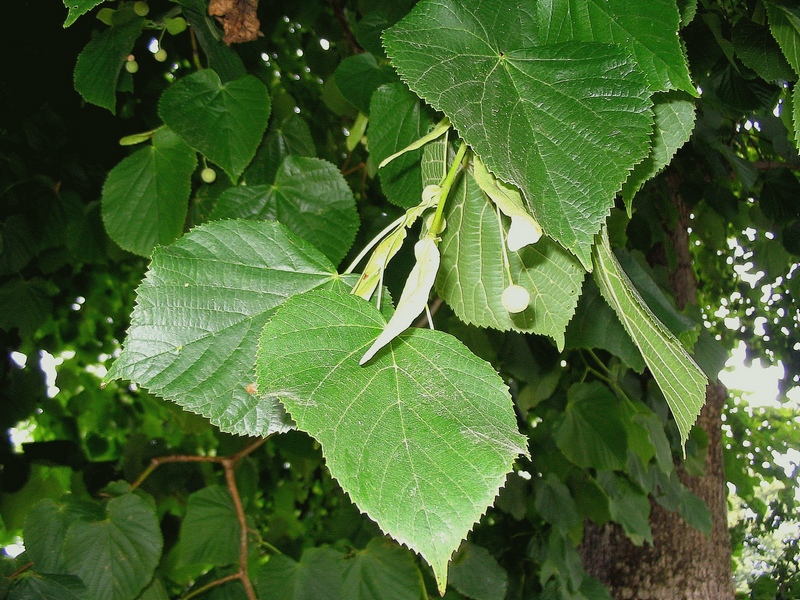 Image of Tilia platyphyllos specimen.