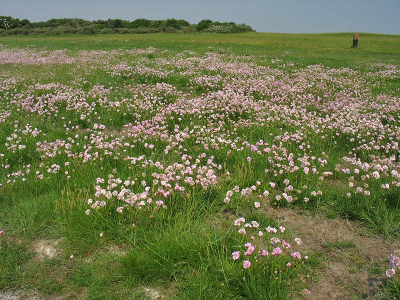 Изображение особи Armeria maritima.