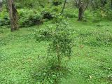 Poncirus trifoliata. Молодое растение. Абхазия, Гудаутский р-н, г. Новый Афон, Афонская гора. 20 августа 2009 г.