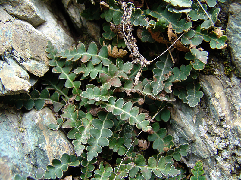 Image of Ceterach officinarum specimen.