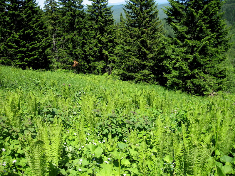 Изображение особи Abies sibirica.