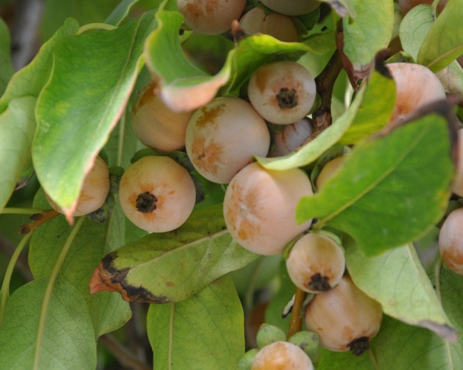 Image of Diospyros virginiana specimen.