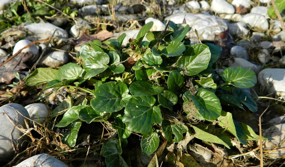 Изображение особи семейство Brassicaceae.