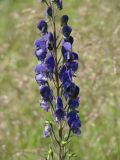 Aconitum baicalense. Соцветие. Иркутская обл., Иркутский р-н, окр. пос. Большая Речка, берег р. Ангара, луг. 28.07.2014.