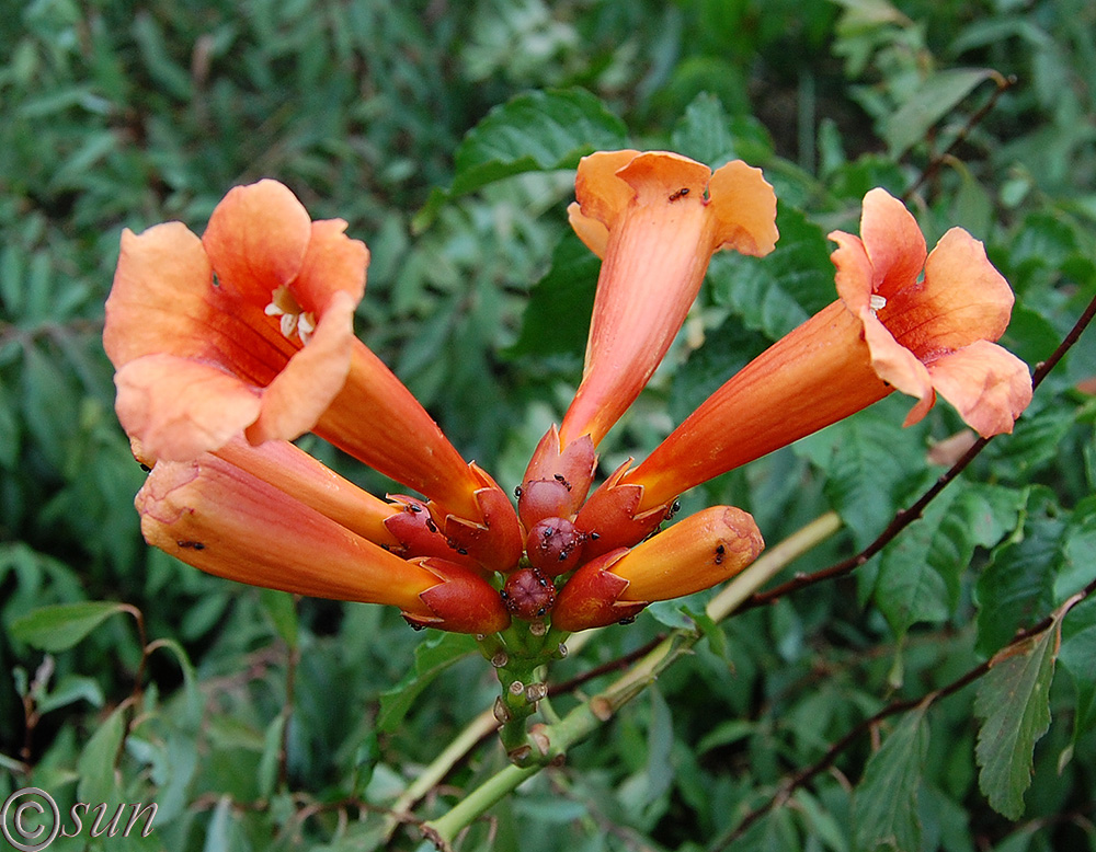 Изображение особи Campsis radicans.