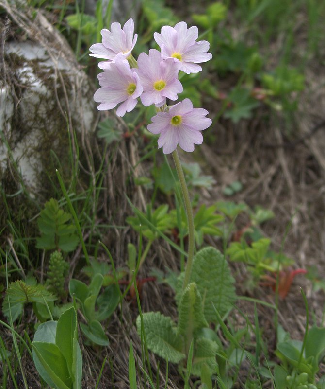 Image of Primula amoena specimen.