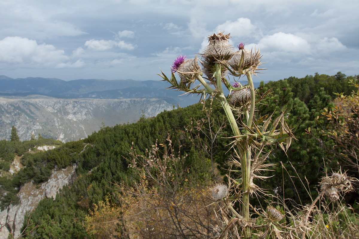 Image of Cirsium eriophorum specimen.