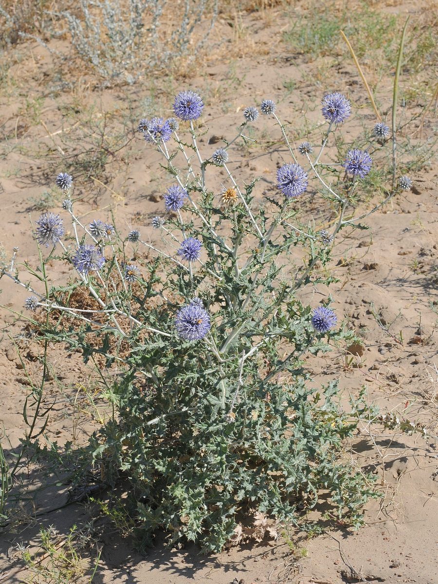 Image of Echinops albicaulis specimen.