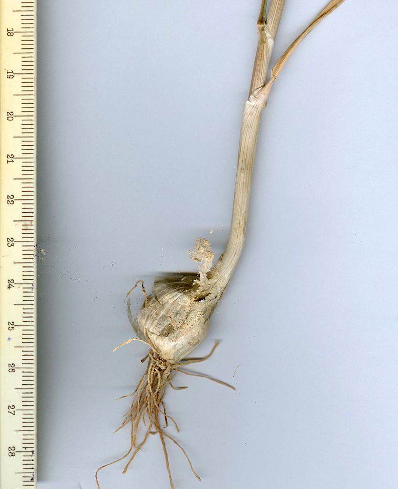 Image of Allium filidens ssp. ugami specimen.