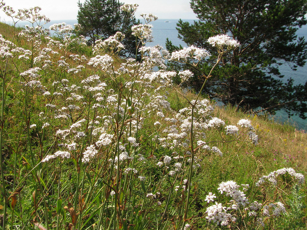 Изображение особи Gypsophila altissima.