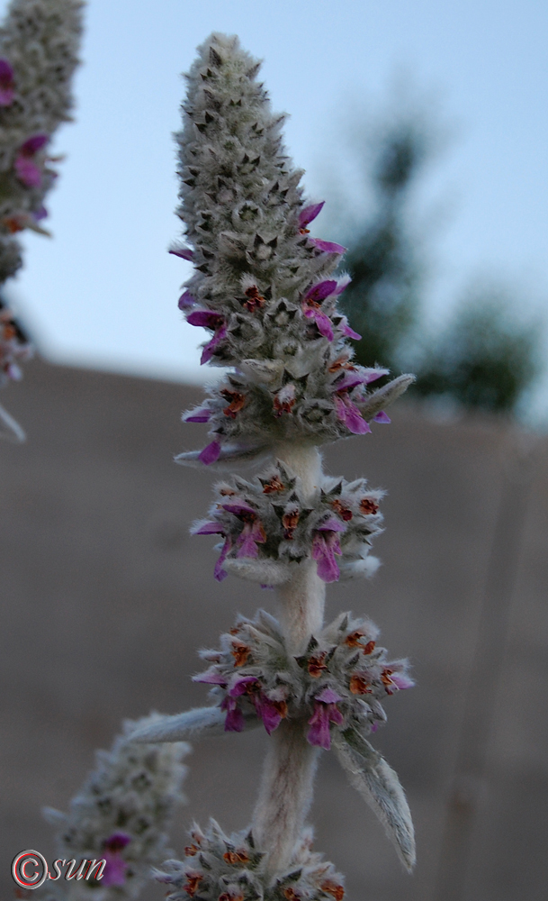 Изображение особи Stachys byzantina.