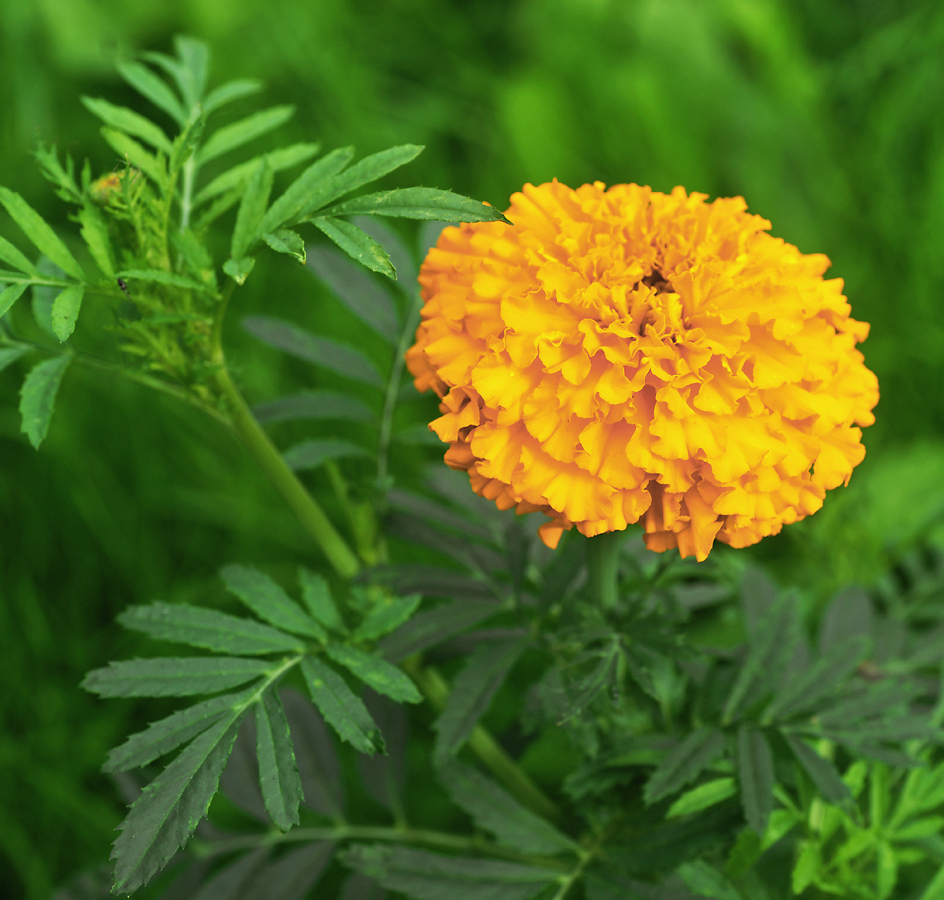 Image of Tagetes erecta specimen.