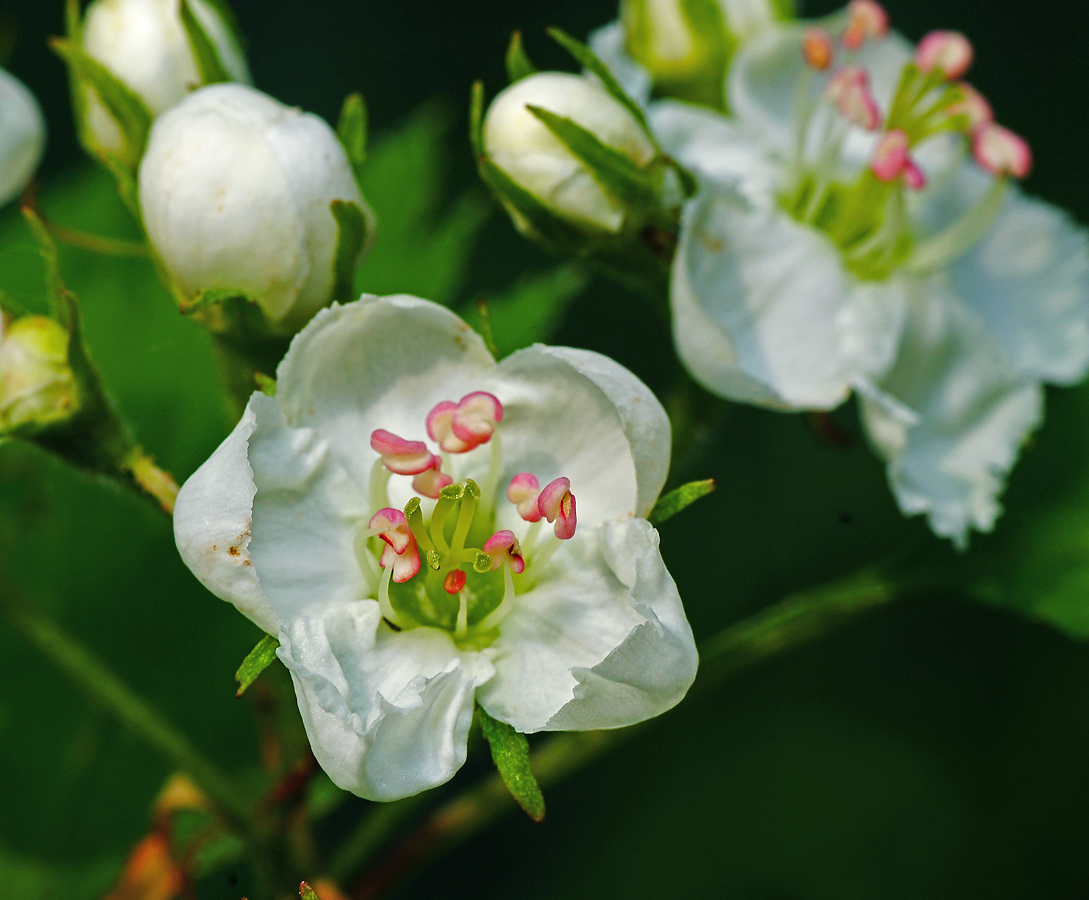 Image of genus Crataegus specimen.