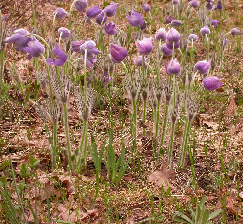 Изображение особи Pulsatilla patens.