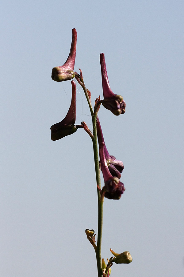 Изображение особи Delphinium albomarginatum.