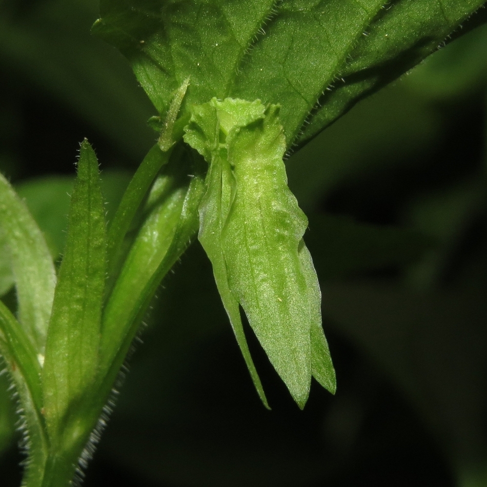 Image of Viola mirabilis specimen.