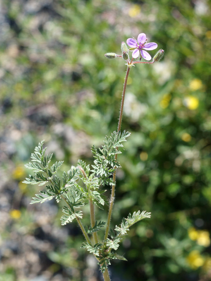 Image of Erodium cicutarium specimen.