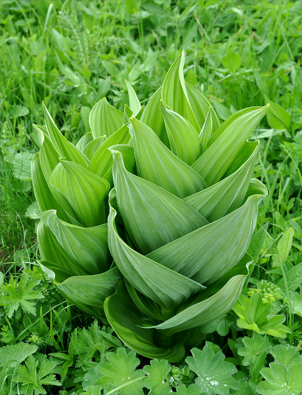 Изображение особи Veratrum lobelianum.