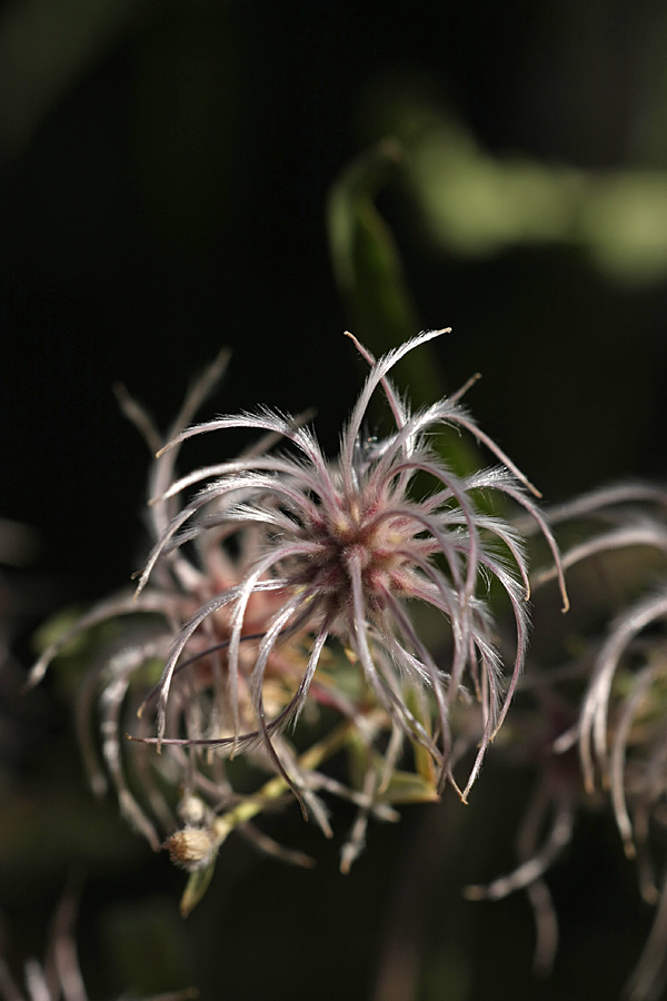 Изображение особи Clematis songorica.